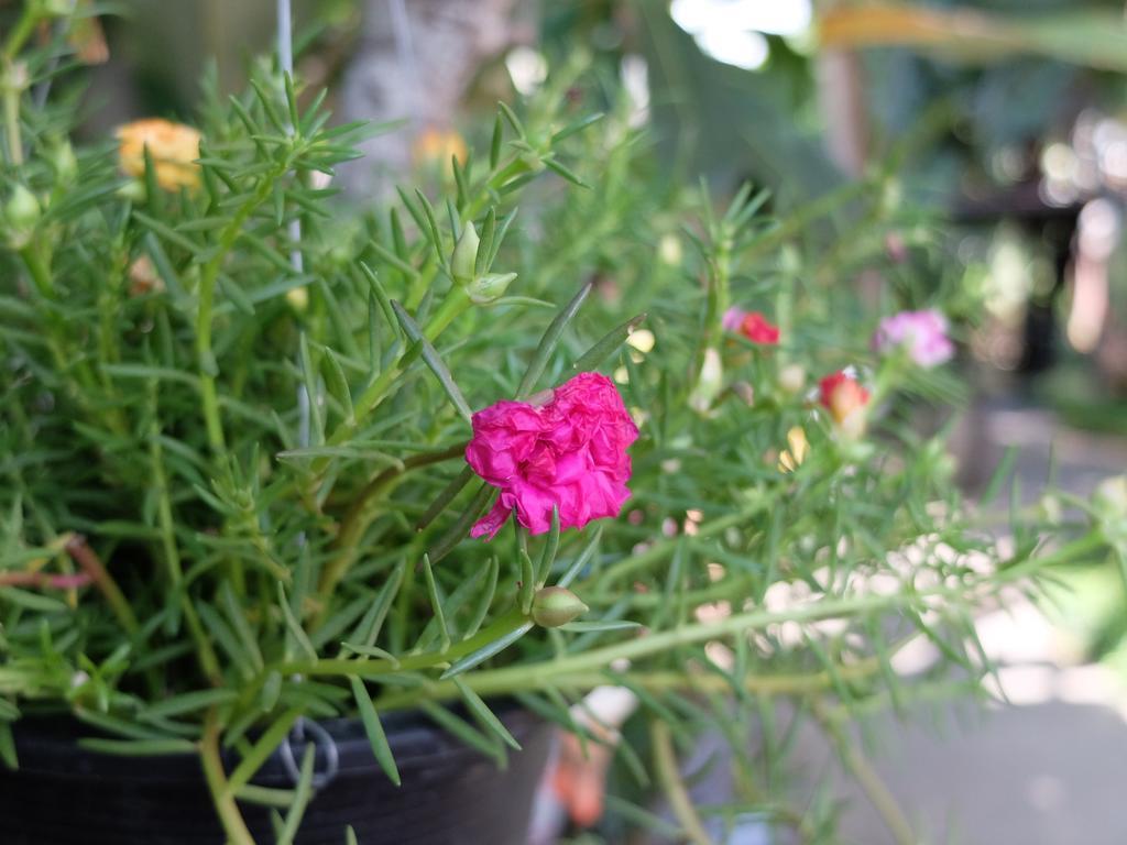 פרה נאקון סי איוטאיה Baan Baimai Boutique Room מראה חיצוני תמונה